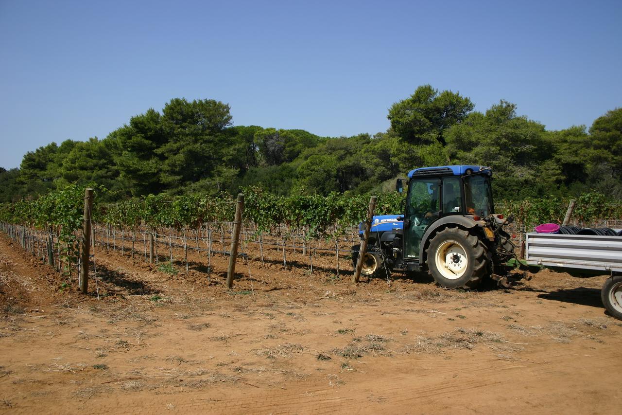 Vigna Corallo 3*